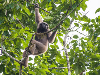 Müller's gibbon on the tree in the island of Borneo.