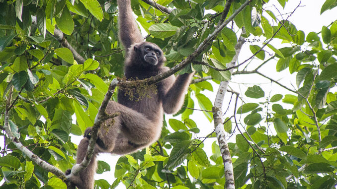 Müller's gibbon on the tree in the island of Borneo.