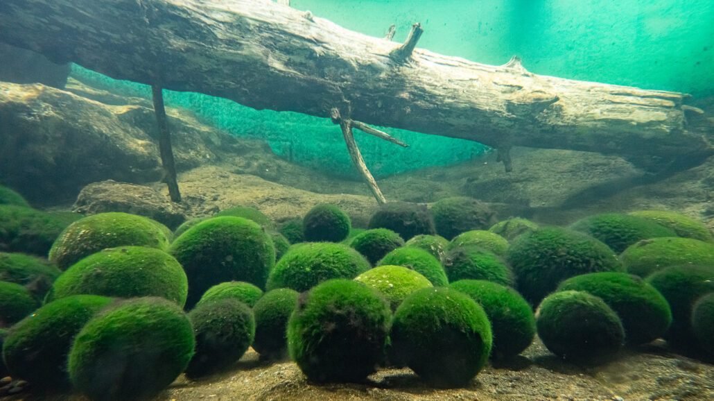 Marimo is a type of algae found in just a handful of lakes scattered across the world. Lake Akan in Hokkaido, Japan, is one of only four places on Earth where beautifully spherical marimo still occur naturally.