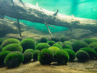 Marimo is a type of algae found in just a handful of lakes scattered across the world. Lake Akan in Hokkaido, Japan, is one of only four places on Earth where beautifully spherical marimo still occur naturally.