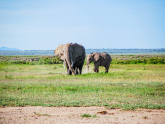 Mother elephant and her calf were taking a walk at Amboseli National Park, Kenya.