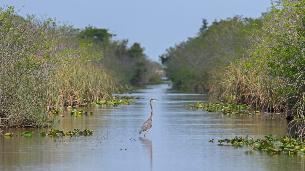 A Great Blue Heron in Shark Valley, Everglades National Park, Florida, USA.