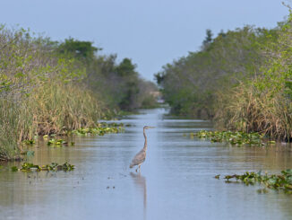A Great Blue Heron in Shark Valley, Everglades National Park, Florida, USA.