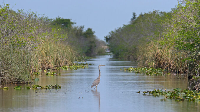 A Great Blue Heron in Shark Valley, Everglades National Park, Florida, USA.