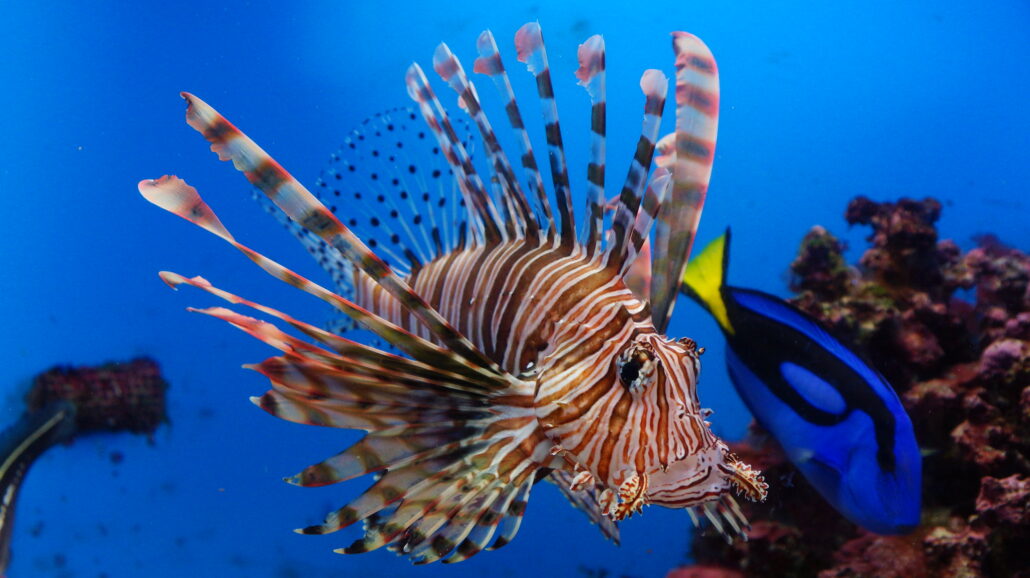 Lionfish, native to the Indo-Pacific, is an invasive species in the Atlantic basin and Caribbean Sea.