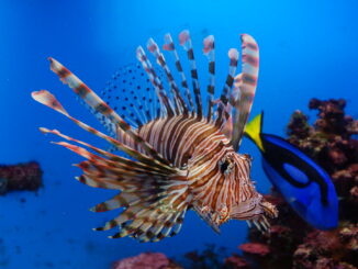 Lionfish, native to the Indo-Pacific, is an invasive species in the Atlantic basin and Caribbean Sea.