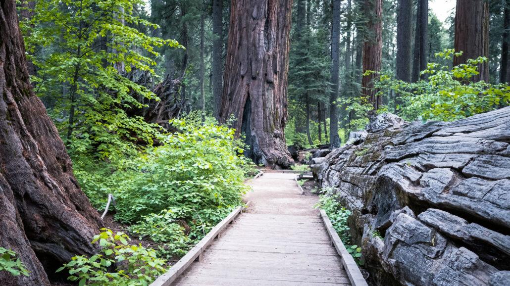 A boardwalk going through the forest at Calavaras Big Trees State Park in California