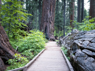 A boardwalk going through the forest at Calavaras Big Trees State Park in California