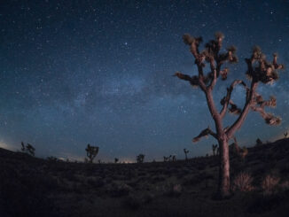 Joshua Tree National Park in California, USA, at night.