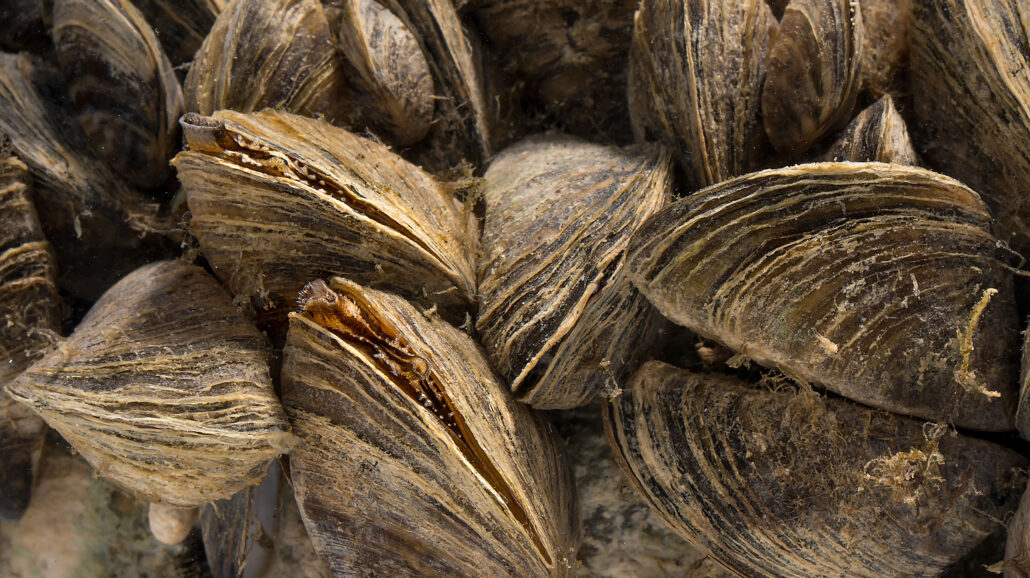 A close-up picture of a cluster of zebra mussels.