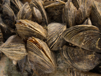 A close-up picture of a cluster of zebra mussels.