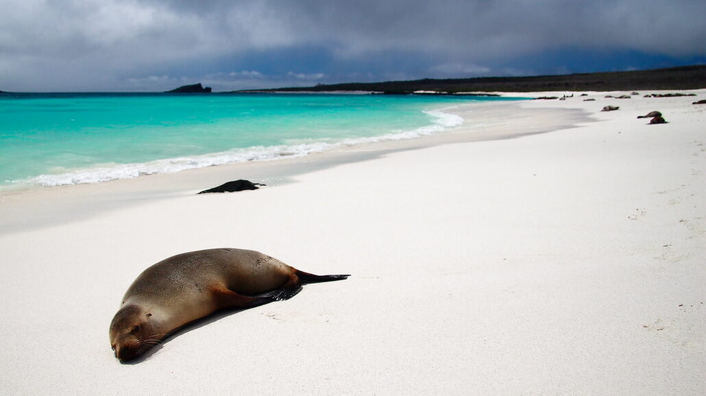 The Galapagos Islands, famous for their biodiversity, are great destinations for tourists seeking beautiful beaches, too.