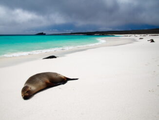 The Galapagos Islands, famous for their biodiversity, are great destinations for tourists seeking beautiful beaches, too.