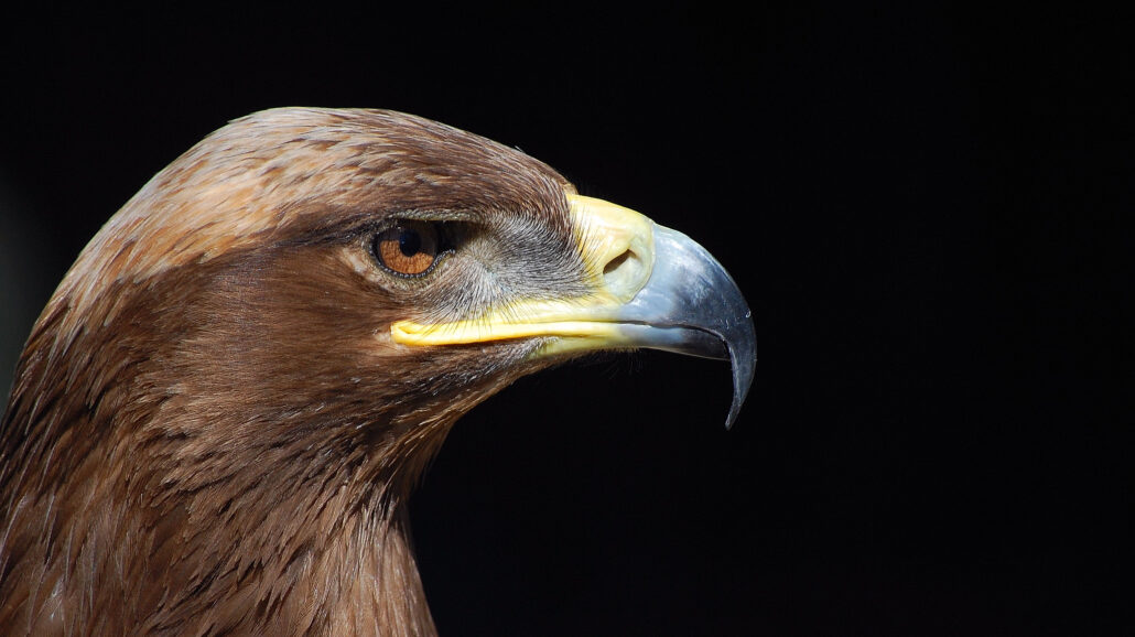 Burabay State National Nature Park is an important habitat for steppe eagles and many other eagles. They are all classified as threatened or endangered.