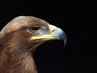 Burabay State National Nature Park is an important habitat for steppe eagles and many other eagles. They are all classified as threatened or endangered.