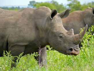 this rhino at Kruger National Park, South Africa.
