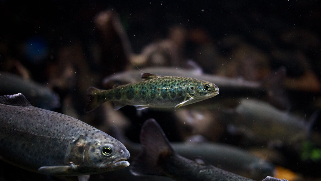 The Atlantic salmon has moved from Least Concern to Near Threatened on the IUCN list.