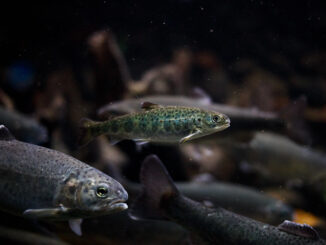 The Atlantic salmon has moved from Least Concern to Near Threatened on the IUCN list.