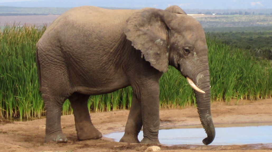 Addo Elephant National Park now commonly experiences droughts and a lack of sufficient water for the park’s namesakes—the elephants—to survive on.