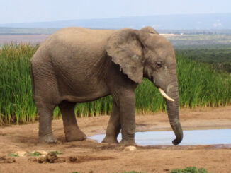 Addo Elephant National Park now commonly experiences droughts and a lack of sufficient water for the park’s namesakes—the elephants—to survive on.