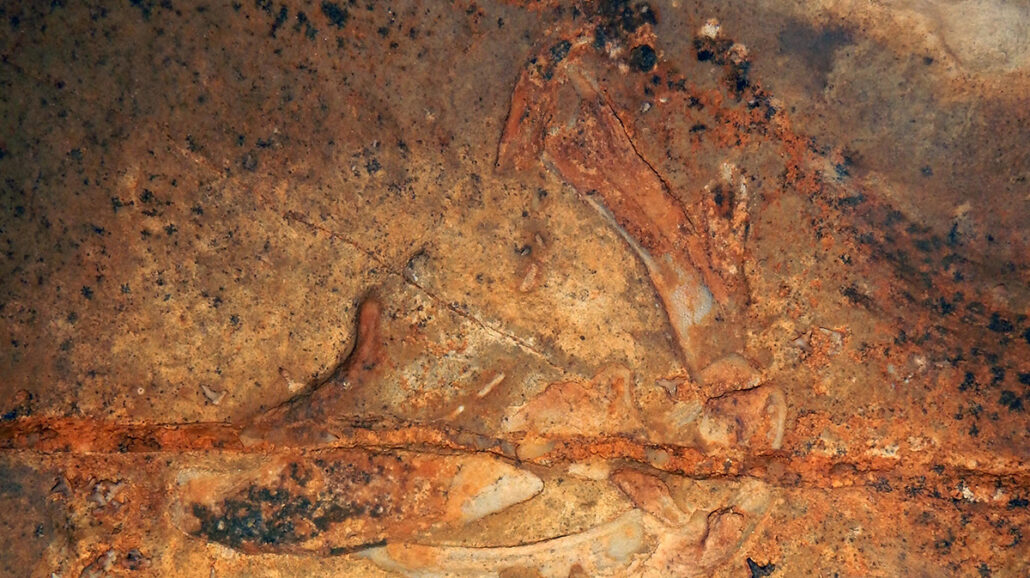 The jaws, teeth, and gills of Glikmanius careforum embedded in the cave ceiling was at Mammoth Cave National Park in Kentucky.