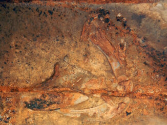 The jaws, teeth, and gills of Glikmanius careforum embedded in the cave ceiling was at Mammoth Cave National Park in Kentucky.