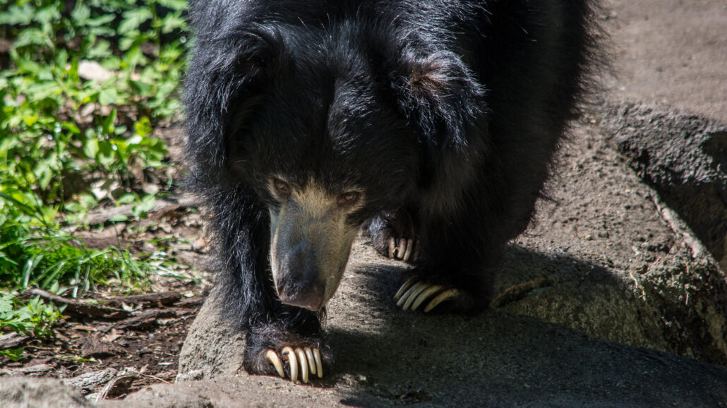 Sloth bear