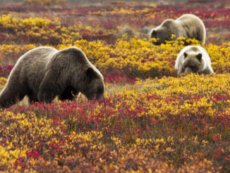 Grizzly bears foraging in Alaska. Grizzlies have been absent from North Cascades National Park for 30 years.