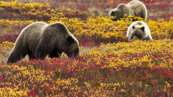 Grizzly bears foraging in Alaska. Grizzlies have been absent from North Cascades National Park for 30 years.