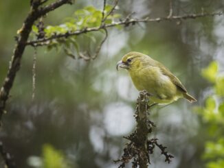 A Kiwikiu (Maui Parrotbill) perched on a branch in The Nature Conservancy's Waikamoi Preserve, Maui, Hawaii.