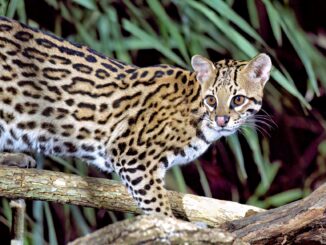 A specie of wildcats, Ocelots, was witnessed at a national park in southwestern Colombia. This photo shows an ocelot in Brazil.