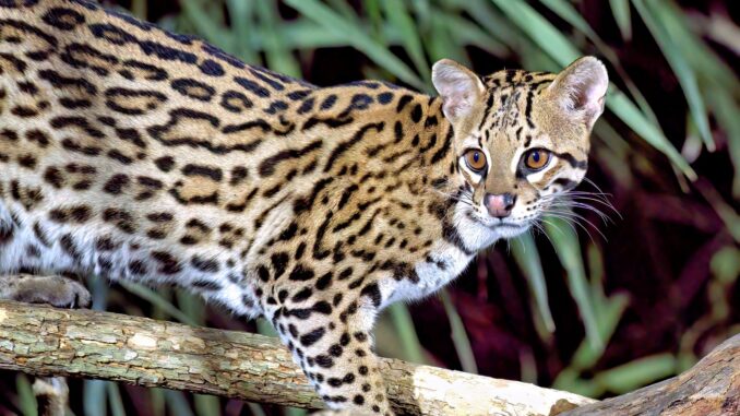 A specie of wildcats, Ocelots, was witnessed at a national park in southwestern Colombia. This photo shows an ocelot in Brazil.
