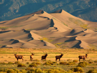 Great Sand Dunes National Park and Preserve will host National Park Week programs.