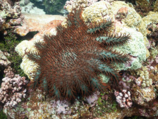 A crown-of-thorns starfish eating coral at Palmyra Atoll in the Pacific.