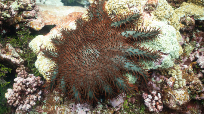 A crown-of-thorns starfish eating coral at Palmyra Atoll in the Pacific.