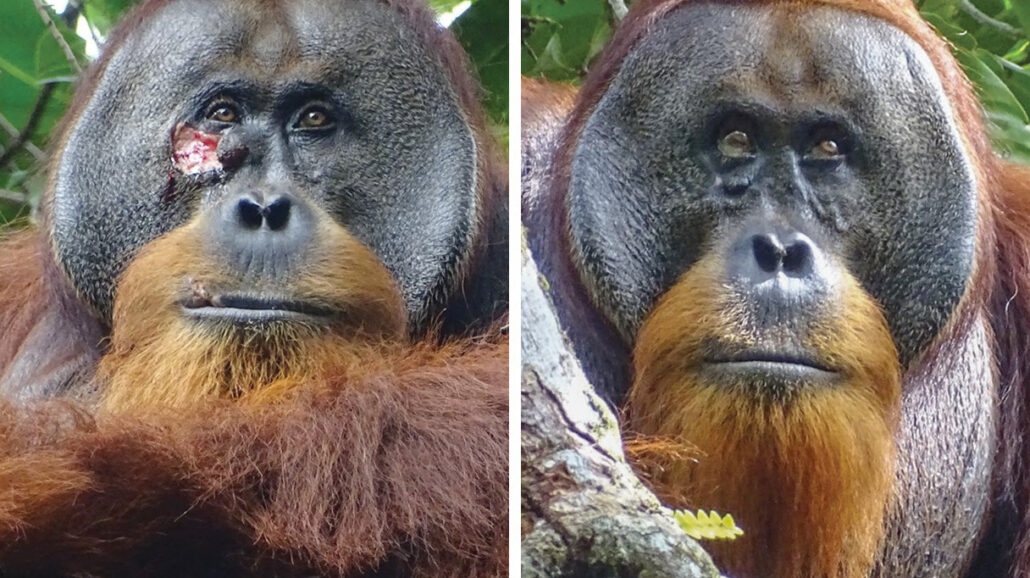 An orangutan in Indonesia used a plant to heal a wound on his cheek. Armas (left), Safruddin (right).