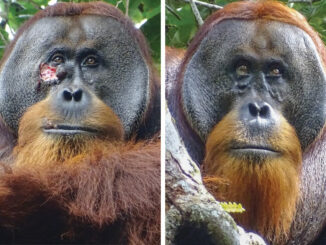 An orangutan in Indonesia used a plant to heal a wound on his cheek. Armas (left), Safruddin (right).