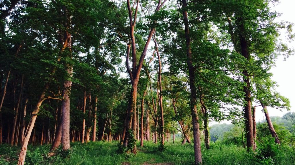 Walnut Woods State Park in Iowa.