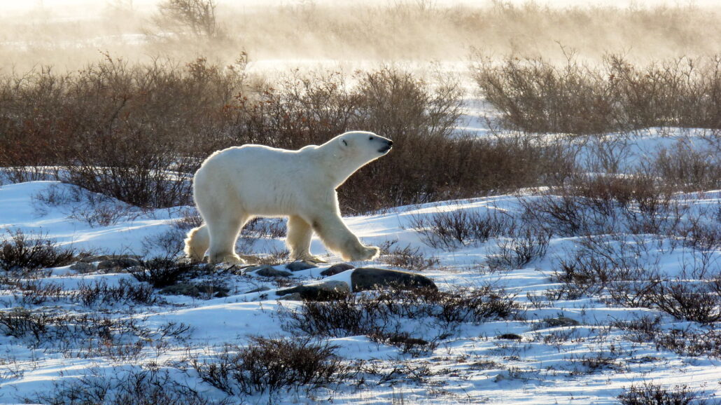 Climate change threatens to extirpate polar bears from the shores of Hudson Bay.