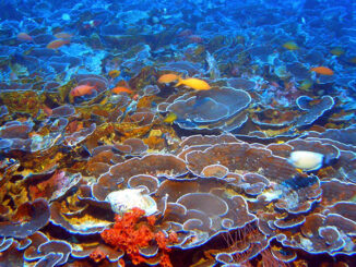 Reef systems everywhere are threatened by climate change-induced coral bleaching events.