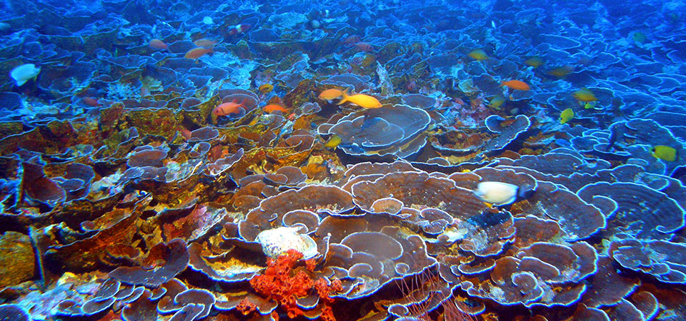 Reef systems everywhere are threatened by climate change-induced coral bleaching events.