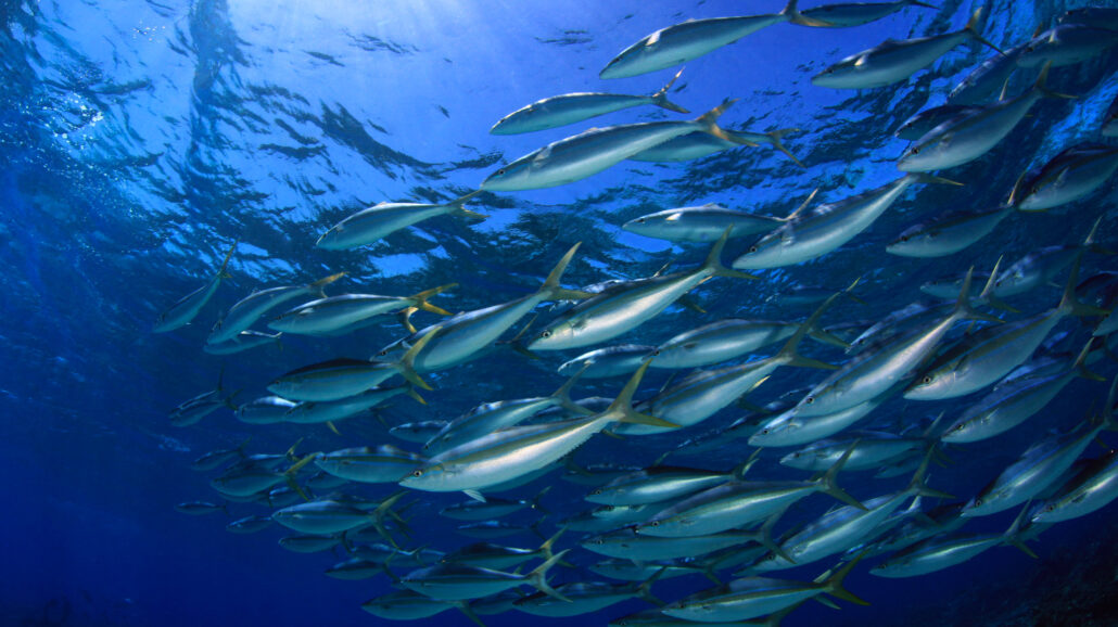 A school of rainbow runners swimming near an atoll in the Papahānaumokuākea Marine National Monument, Hawaii.