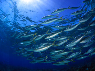 A school of rainbow runners swimming near an atoll in the Papahānaumokuākea Marine National Monument, Hawaii.