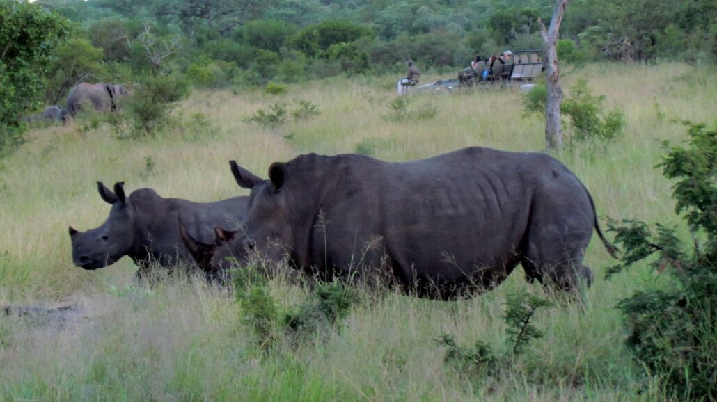 Poachers continue to threaten rhinos in South African parks.