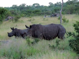 Poachers continue to threaten rhinos in South African parks.