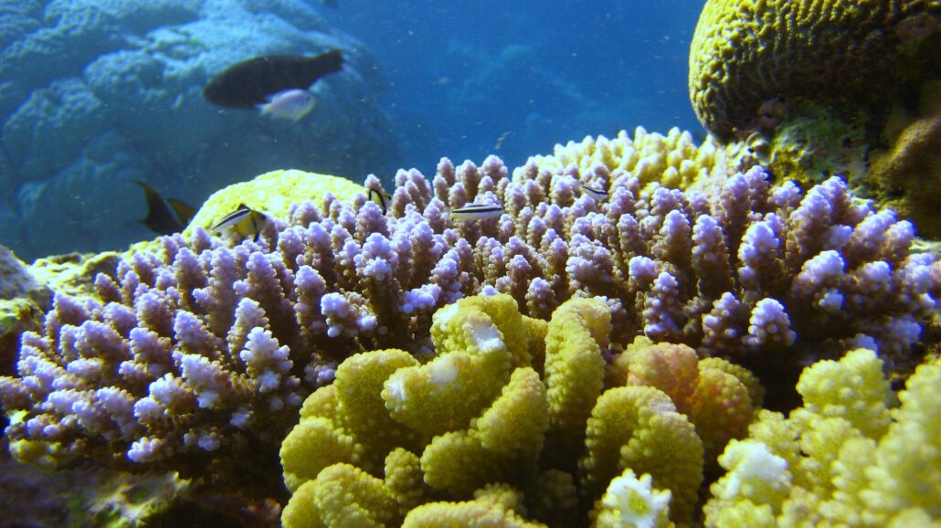 The waters surrounding Australia's Great Barrier Reef are the warmest they've been in 400 years.