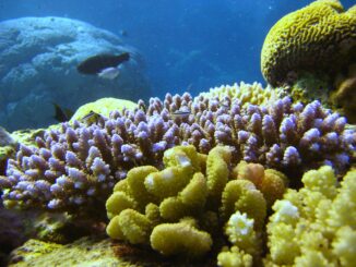 The waters surrounding Australia's Great Barrier Reef are the warmest they've been in 400 years.