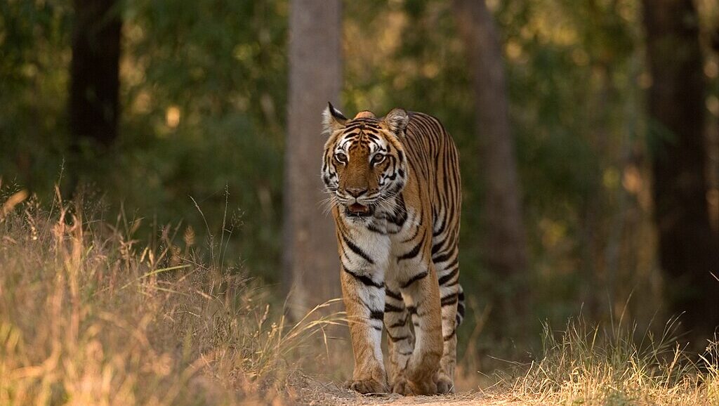 A tiger in Kanha National Park, India.