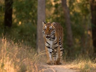 A tiger in Kanha National Park, India.