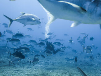 NOAA diver Keo Lopes conducts research on a reef amidst a school of giant trevally / ulua aukea (Caranx ignobilis) at Pearl and Hermes Atoll, Papahānaumokuākea Marine National Monument.